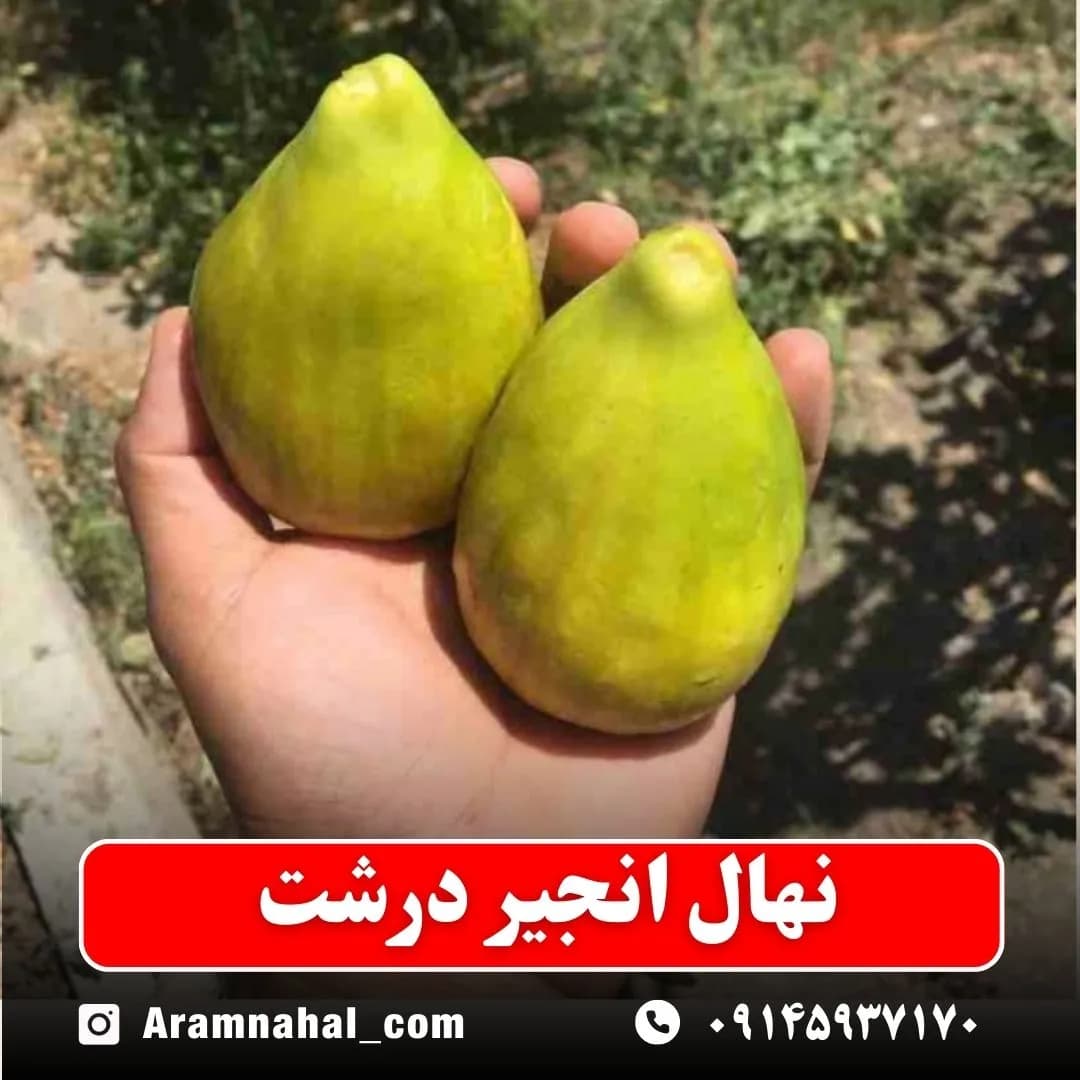 نهال انجیر درشت — تصویر ۲
