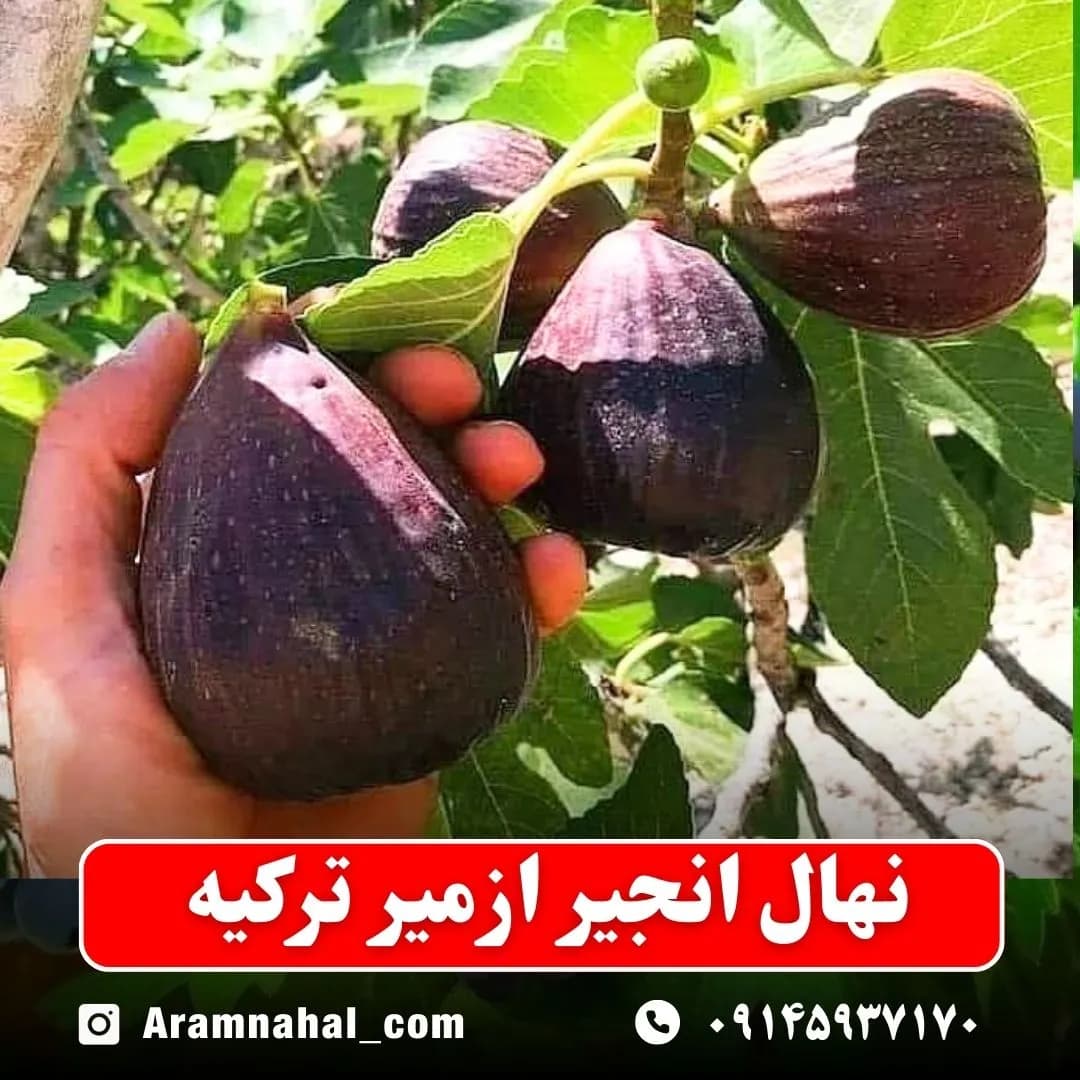 نهال انجیر ازمیر ترکیه — تصویر ۲