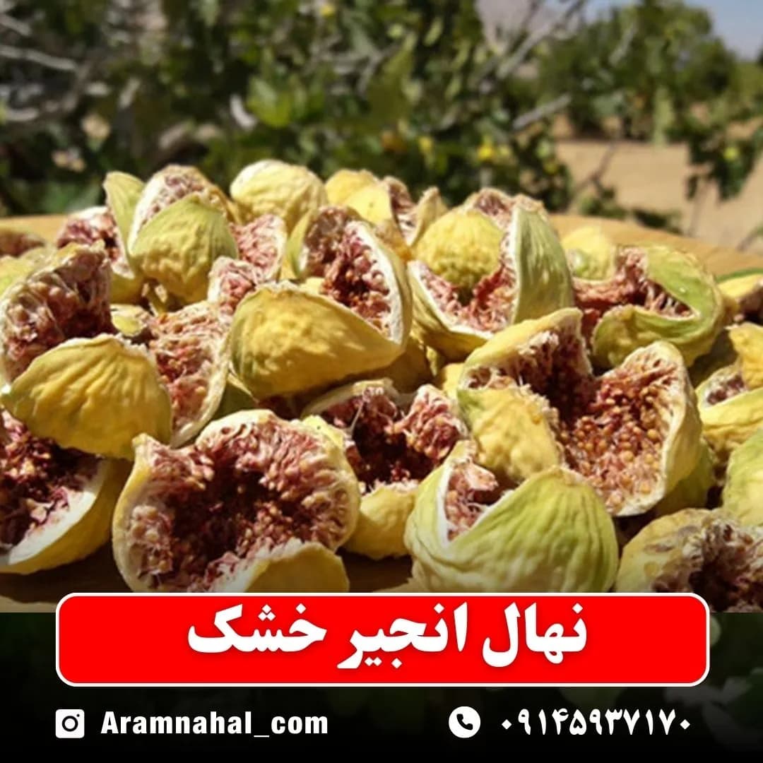 نهال انجیر خشک — تصویر ۲