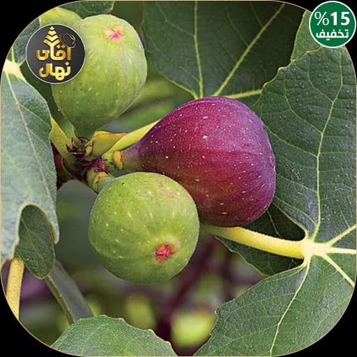 نهال انجیر دیم — تصویر ۳