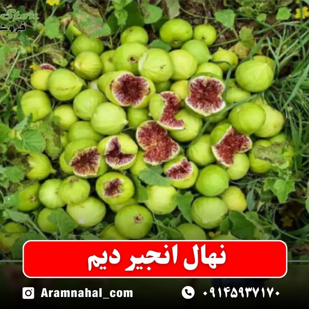نهال انجیر دیم — تصویر ۲
