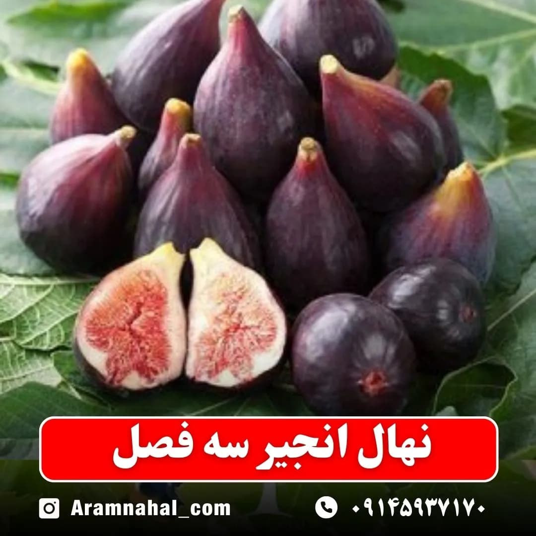 نهال انجیر سه فصل