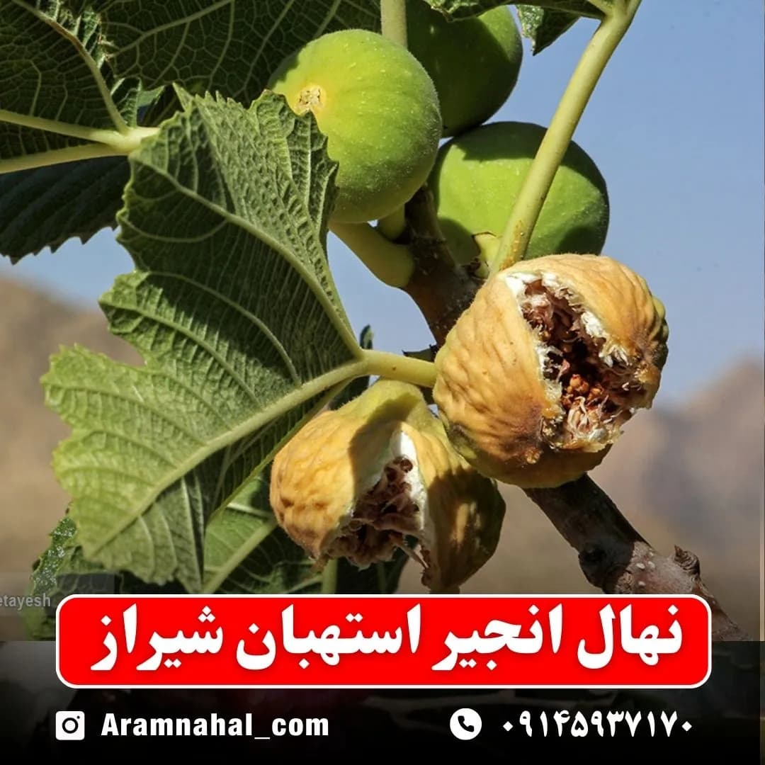 نهال انجیر استهبان شیراز