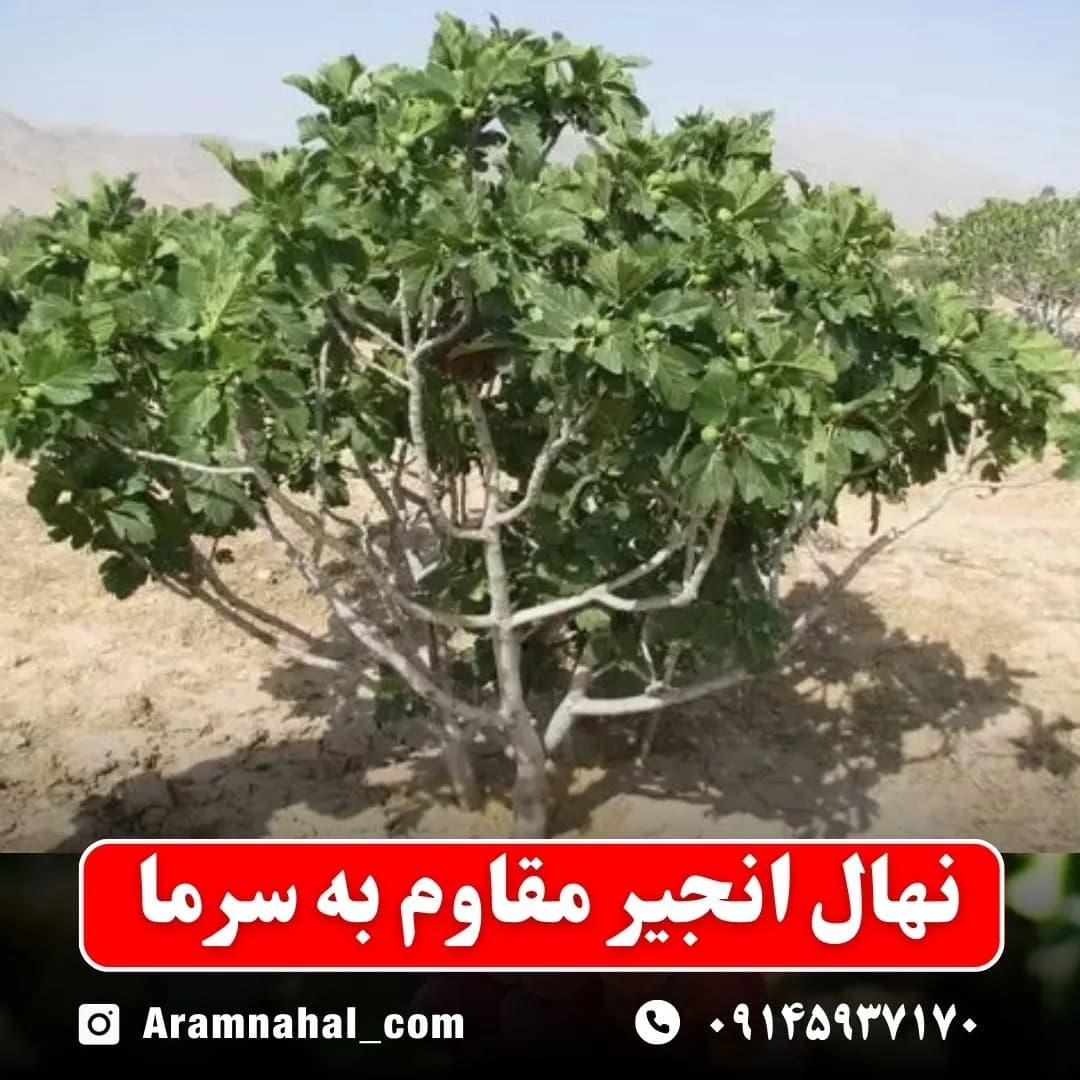 نهال انجیر مقاوم به سرما — تصویر ۲