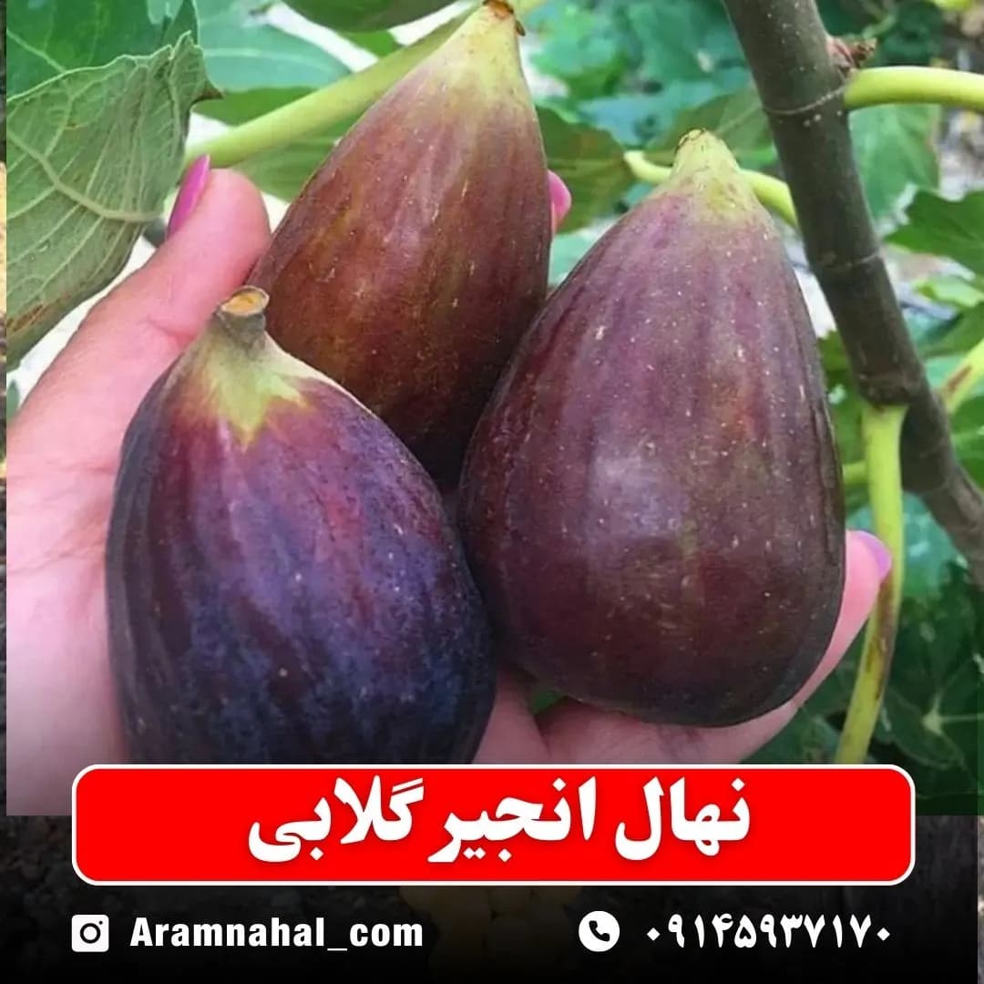 نهال انجیر گلابی سیاه — تصویر ۲