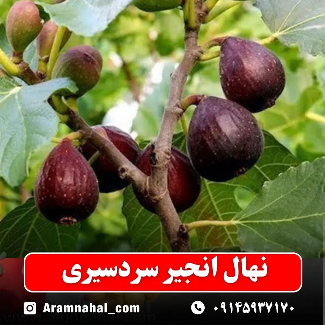 نهال انجیر سردسیری