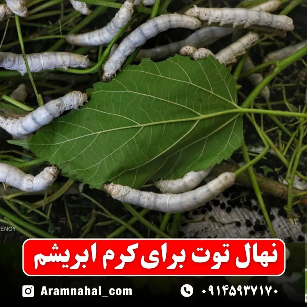 نهال توت برای کرم ابریشم