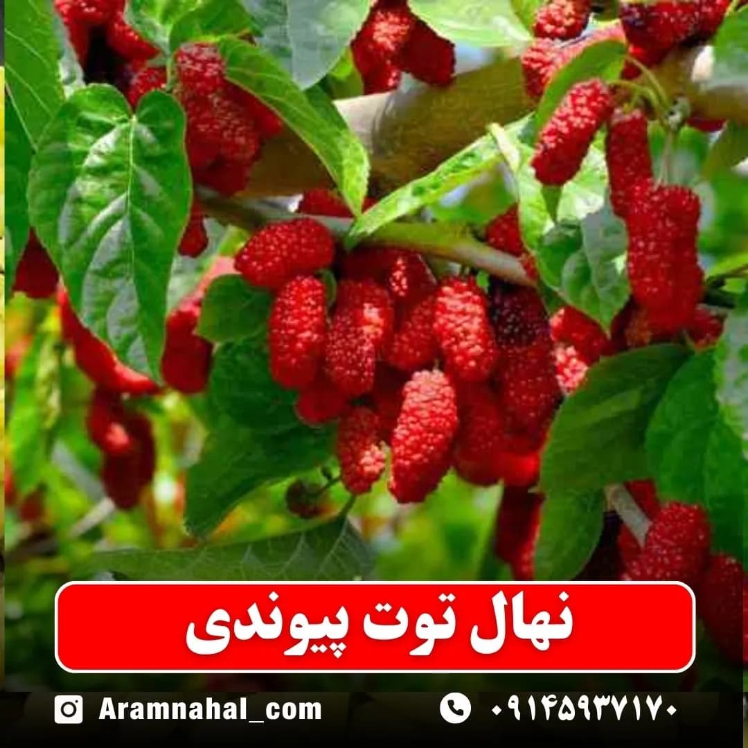 نهال توت پیوندی — تصویر ۲