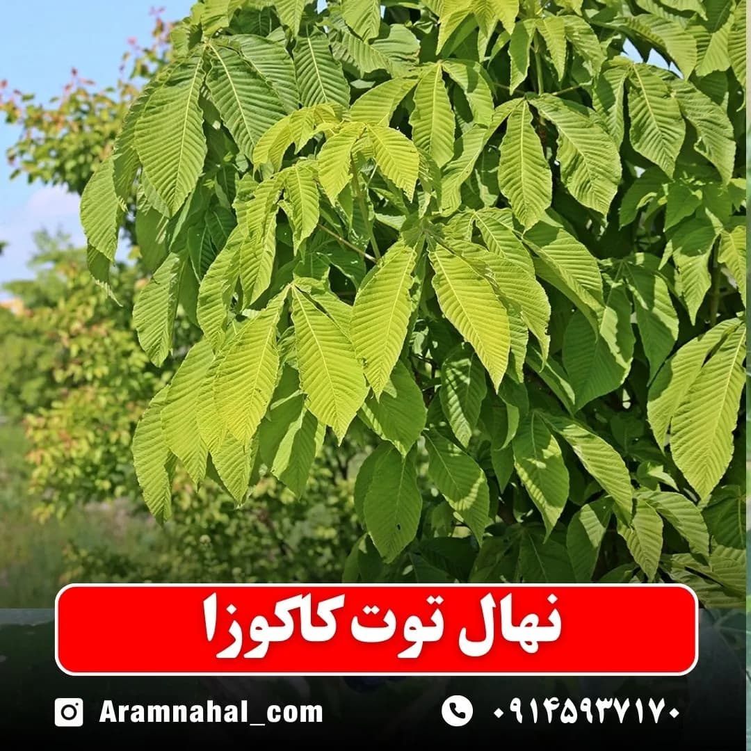 نهال توت کاکوزا — تصویر ۲