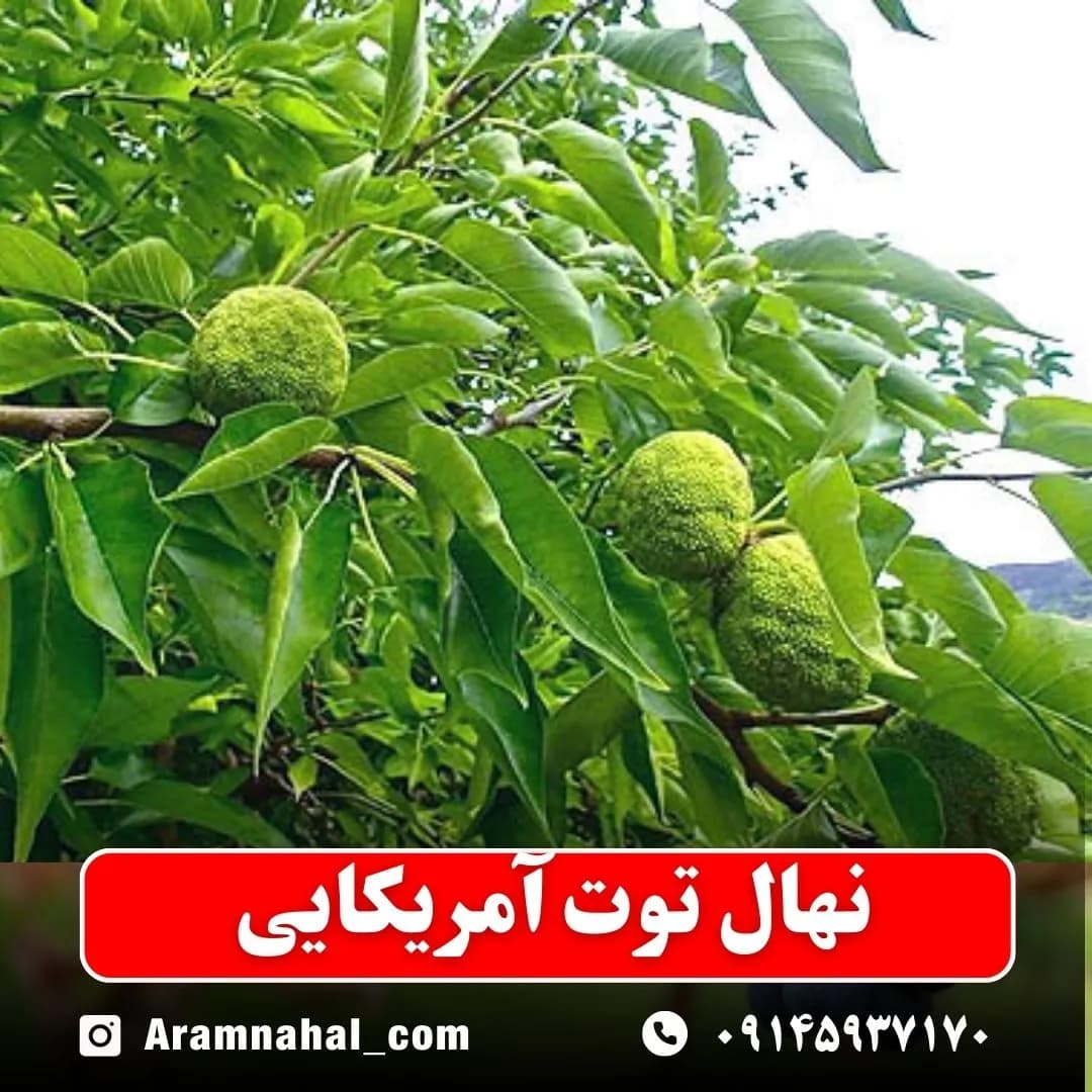 نهال توت آمریکایی — تصویر ۲