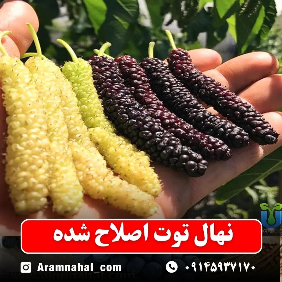 نهال توت اصلاح شده — تصویر ۲