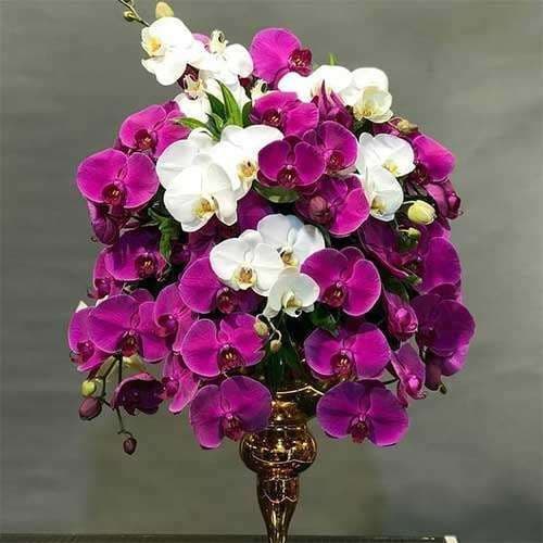 جام گل ارکیده 596