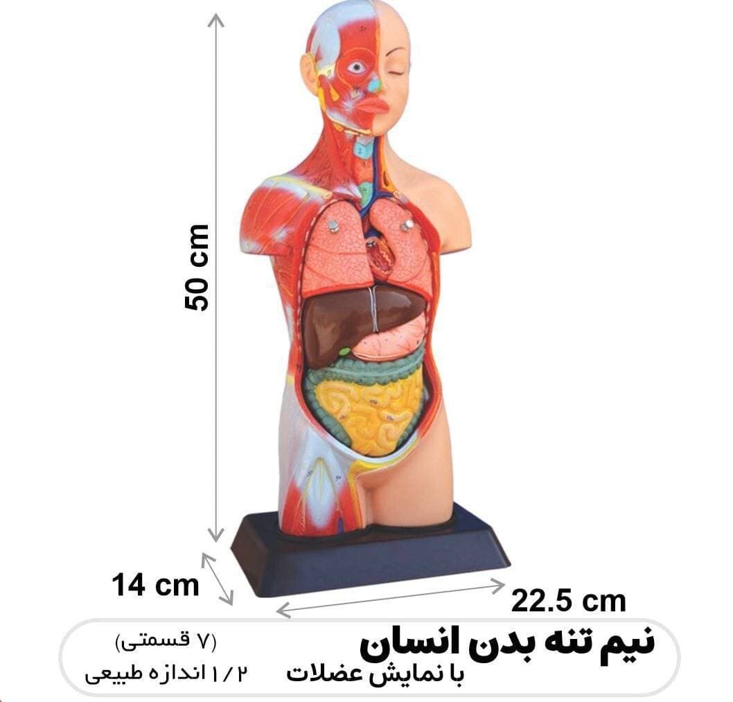 مولاژ آناتومی بدن انسان مدل 7067 — تصویر ۵