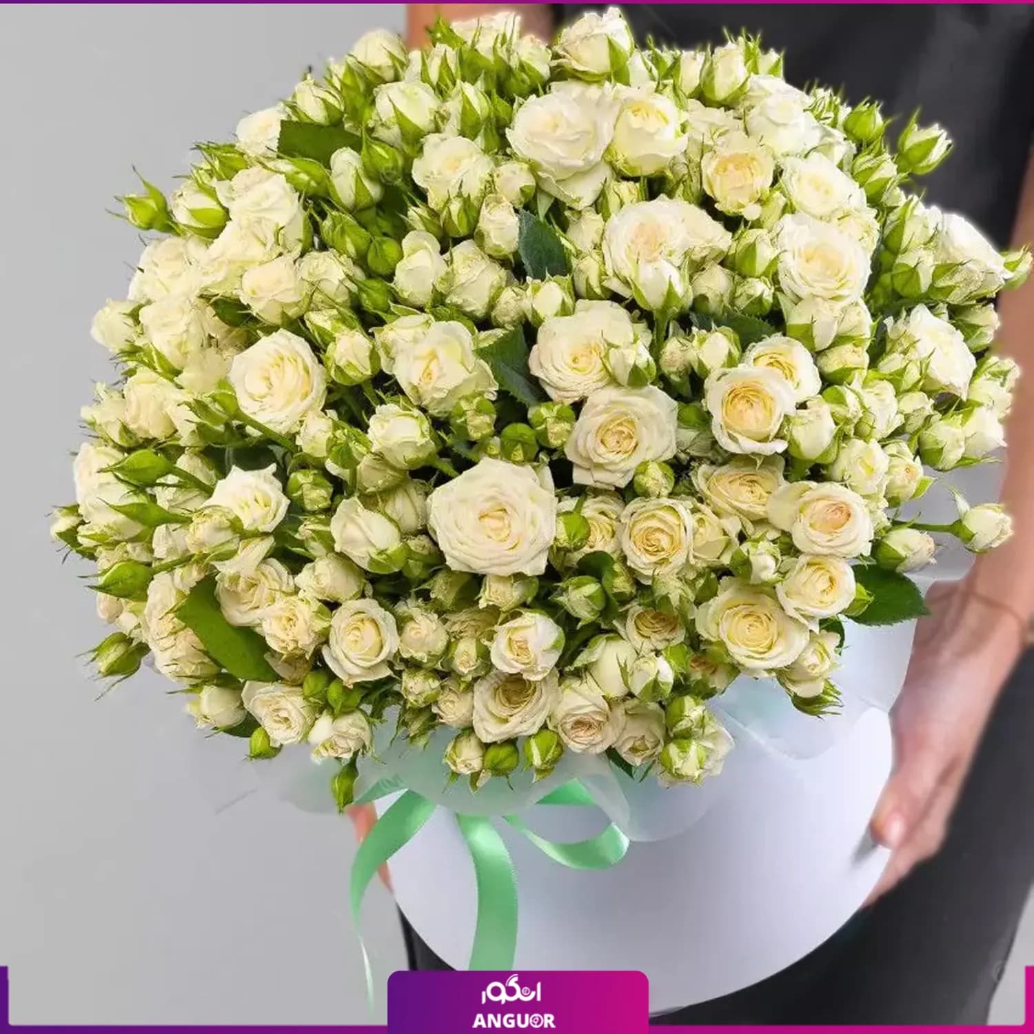 باکس گل رز مینیاتوری سفید — تصویر ۲