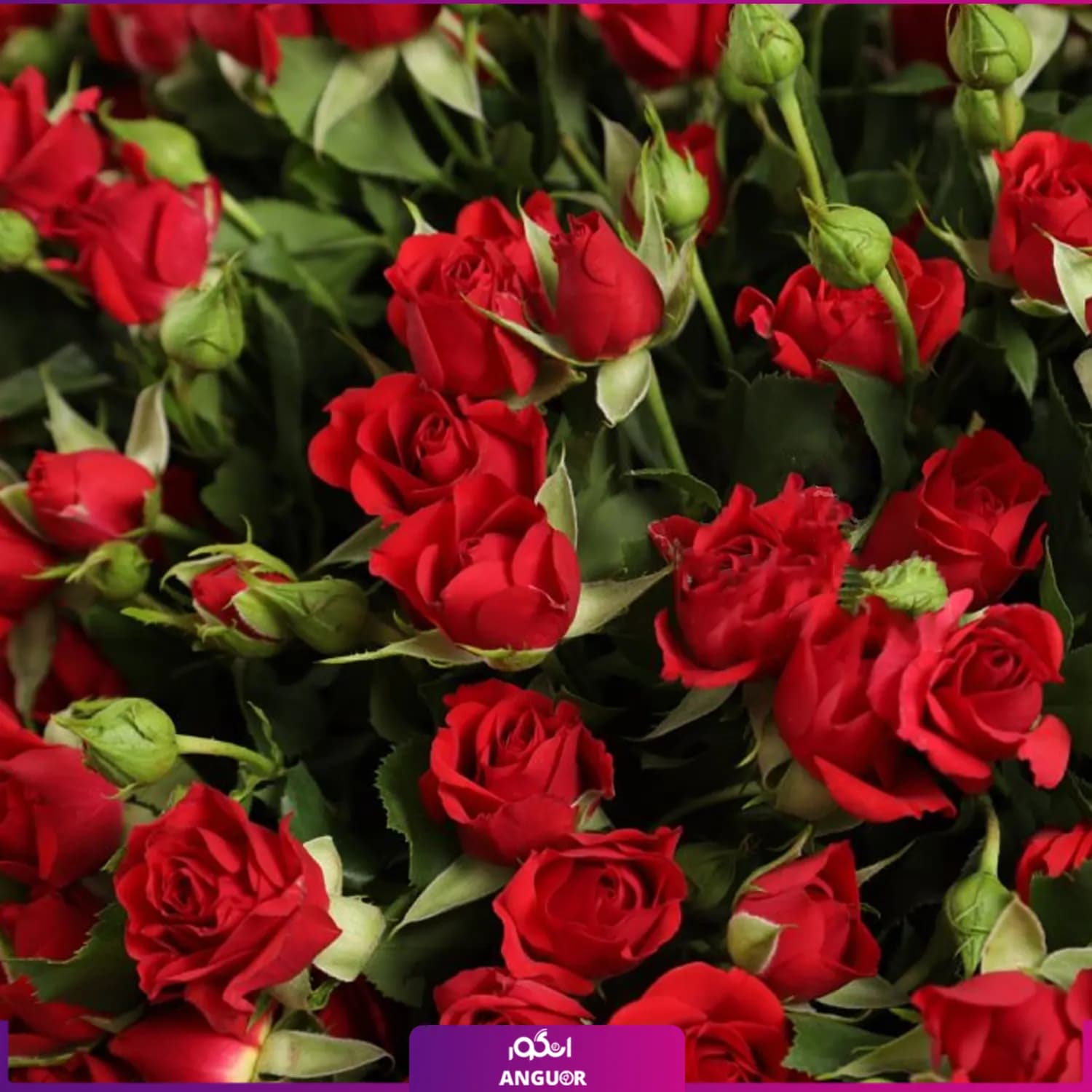 دسته گل رز مینیاتوری قرمز — تصویر ۳