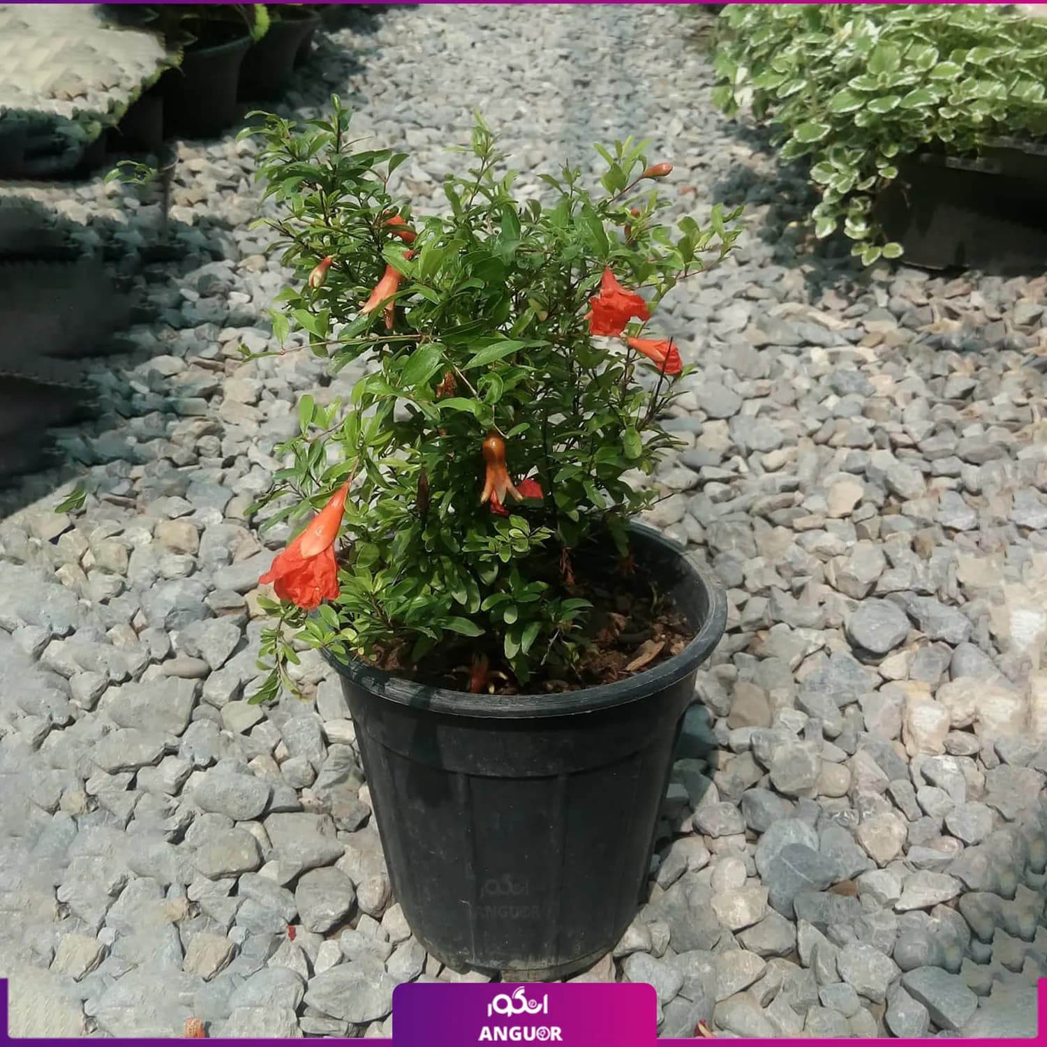 گلدان انار زینتی — تصویر ۲