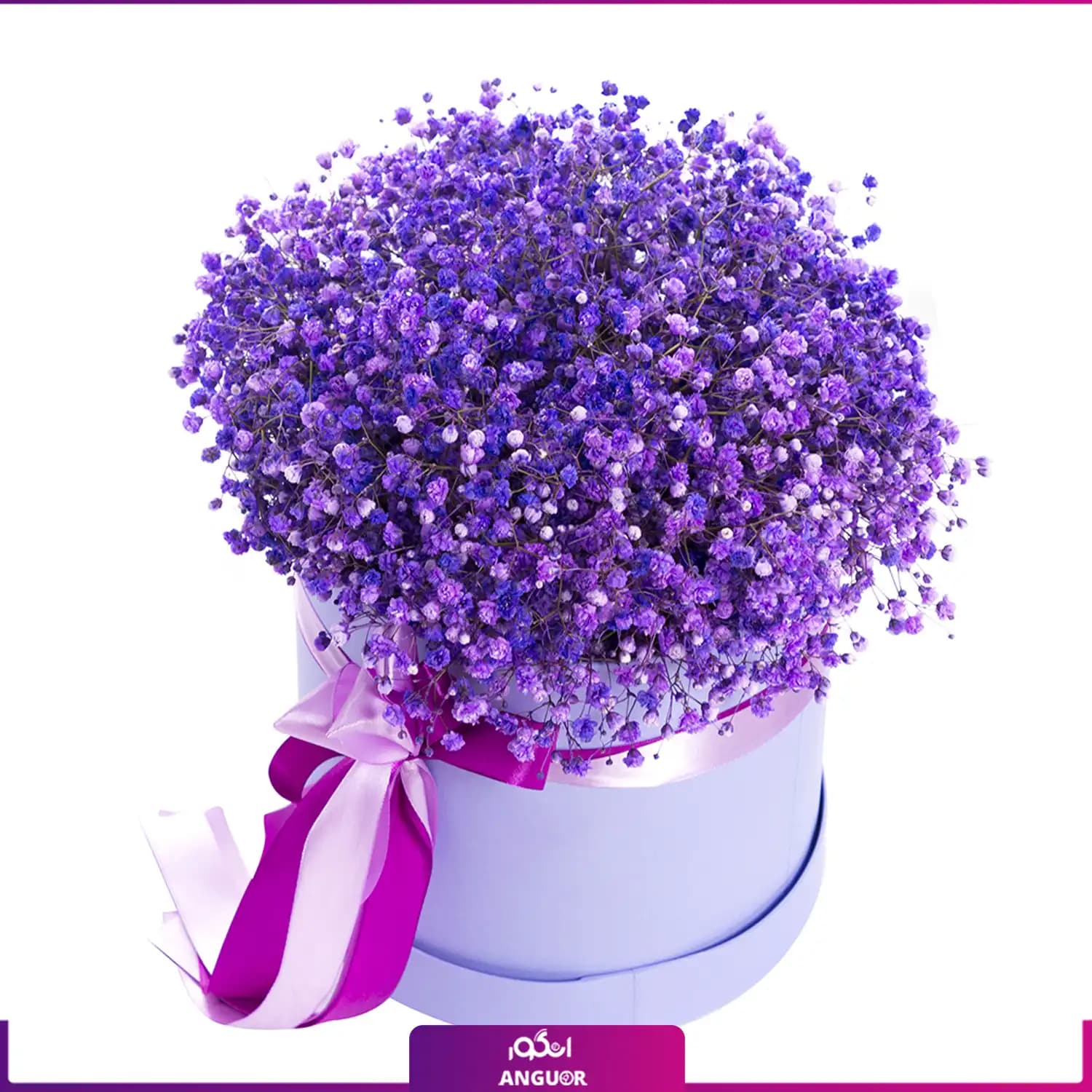 باکس گل ژیپسوفیلا بنفش (گل عروس)