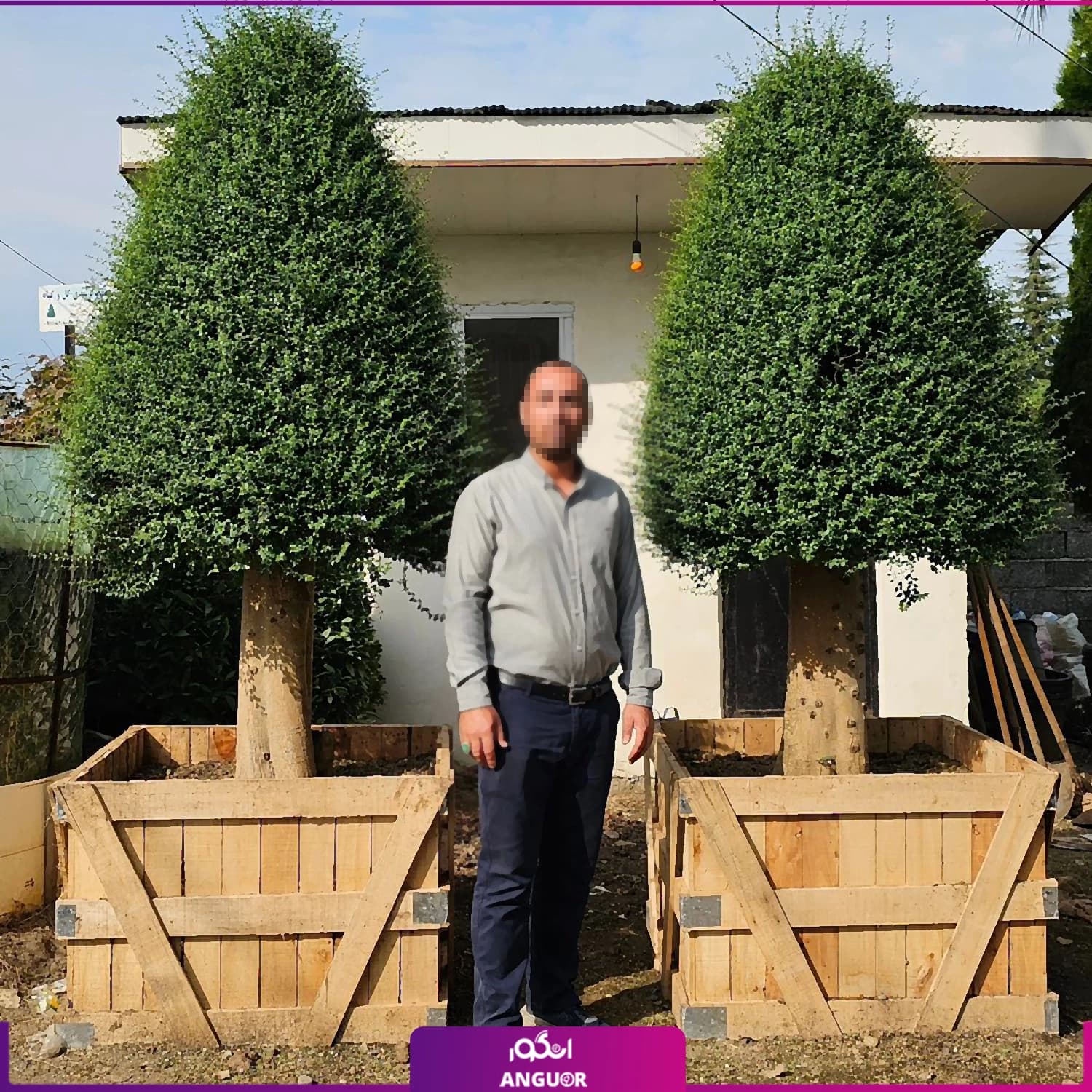 درخت مورد VIP سایز بزرگ (25 ساله) — تصویر ۳