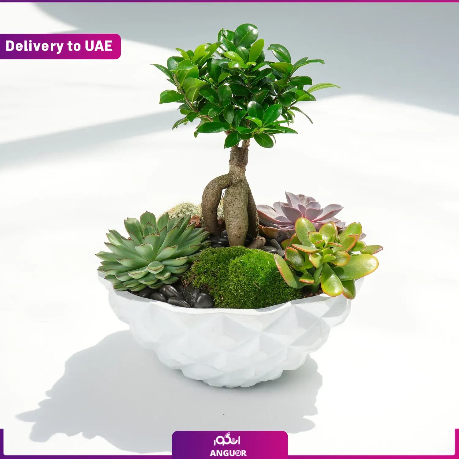 باغ گل ( دبی و امارات)