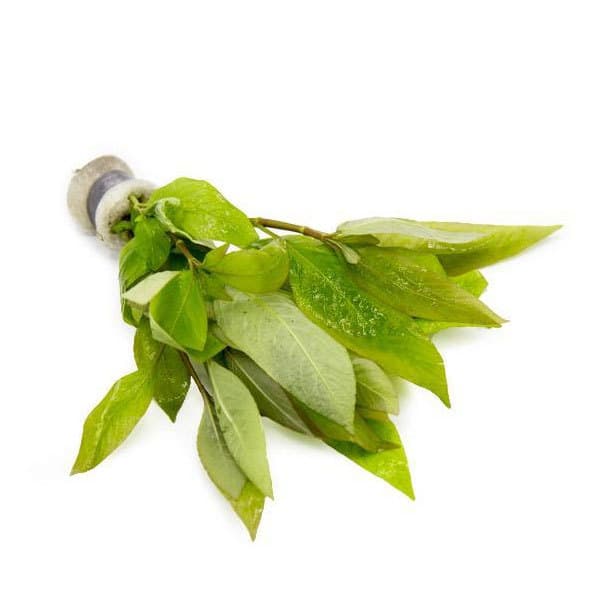 گیاه آکواریومی برگ سیبی – Hygrophila Corymbosa — تصویر ۵