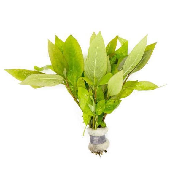 گیاه آکواریومی برگ سیبی – Hygrophila Corymbosa — تصویر ۴