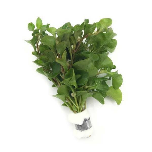 گیاه آکواریومی رویال یا آلترناترا بتزیکیانا – Alternanthera Bettzickiana