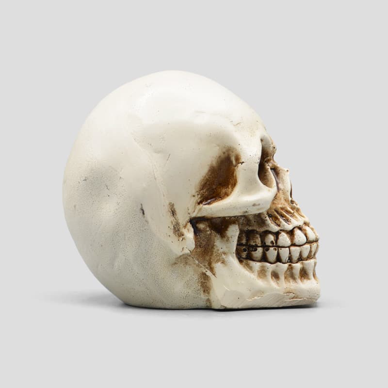مجسمه جمجمه مدل Mini Skull رنگ استخوانی کد emp934 — تصویر ۳