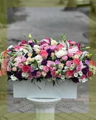 گل سانسوریا برای ثروت برای خوشحال کردن عزیزانت در هر مناسبتی
