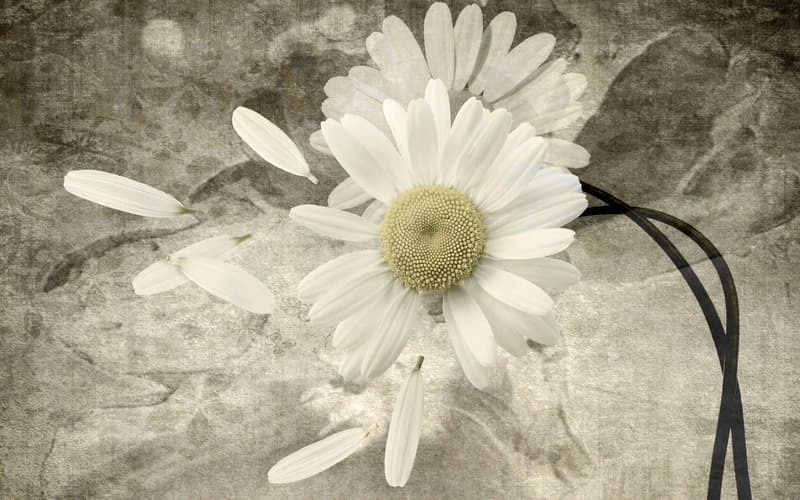 پوستر دیواری طرح گل داوودی پر پر شده