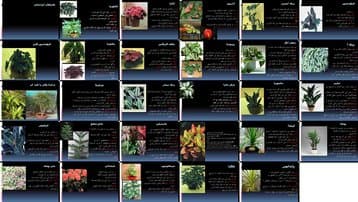 راهنمای نگهداری گیاهان آپارتمانی