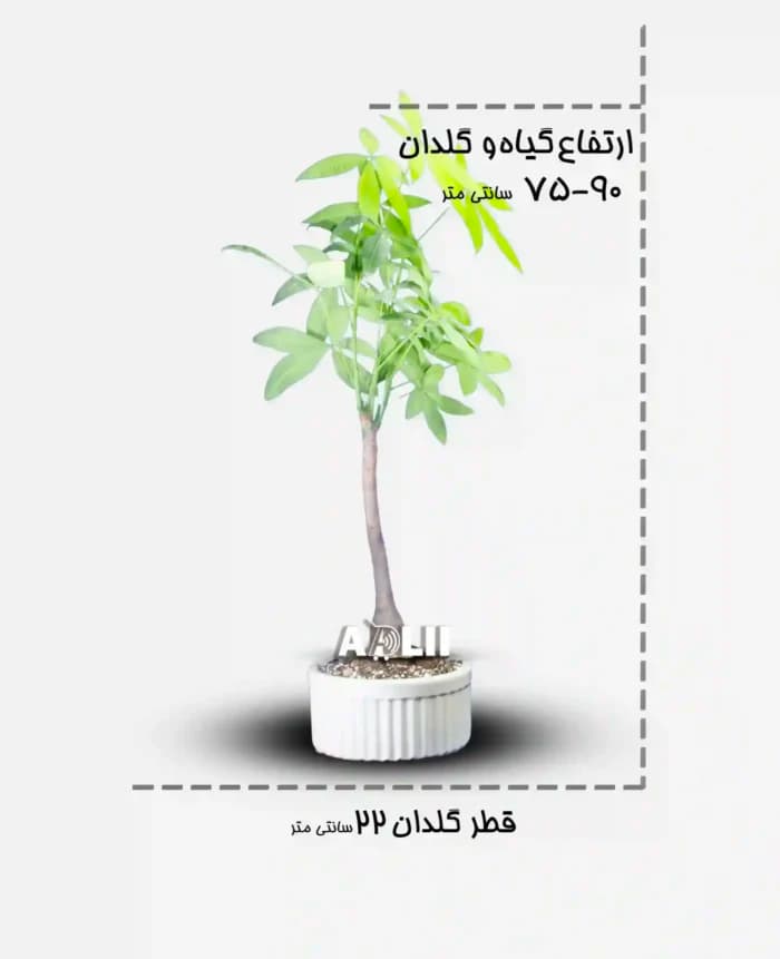 گیاه پاچیرا تک تنه به قیمت عمده در فروشگاه اینترنتی آدلی — تصویر ۴