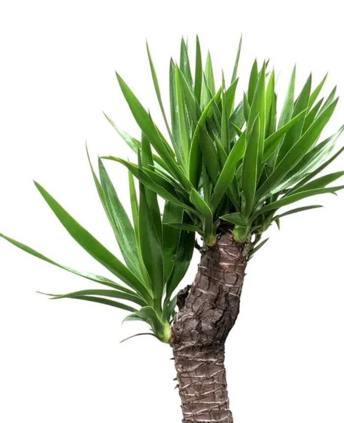 یوکا کد ۱ – گلفروشی اینترنتی آدلی — تصویر ۵