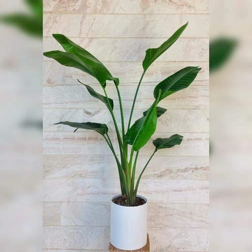 گیاه پرنده بهشتی نیکولای دو بوته با گلدان پلیمری — تصویر ۳