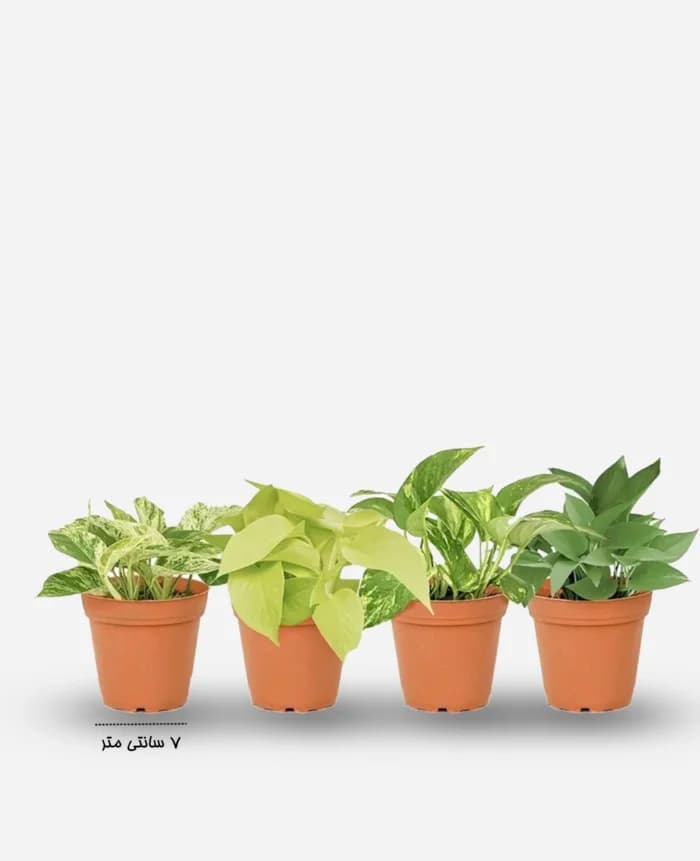 پکیج گیاه پتوس – گلفروشی اینترنتی آدلی — تصویر ۳