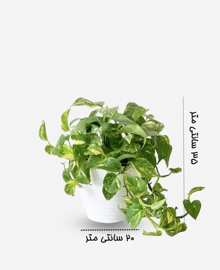 پتوس زعفرانی – گلفروشی اینترنتی آدلی — تصویر ۳