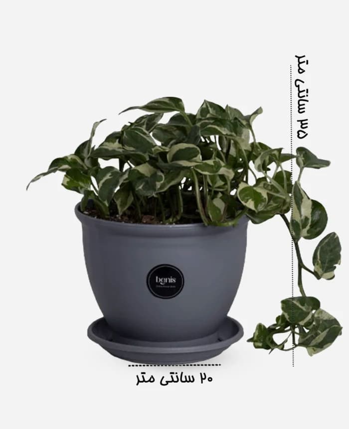 پتوس ارتشی 2 – گلفروشی اینترنتی آدلی — تصویر ۳