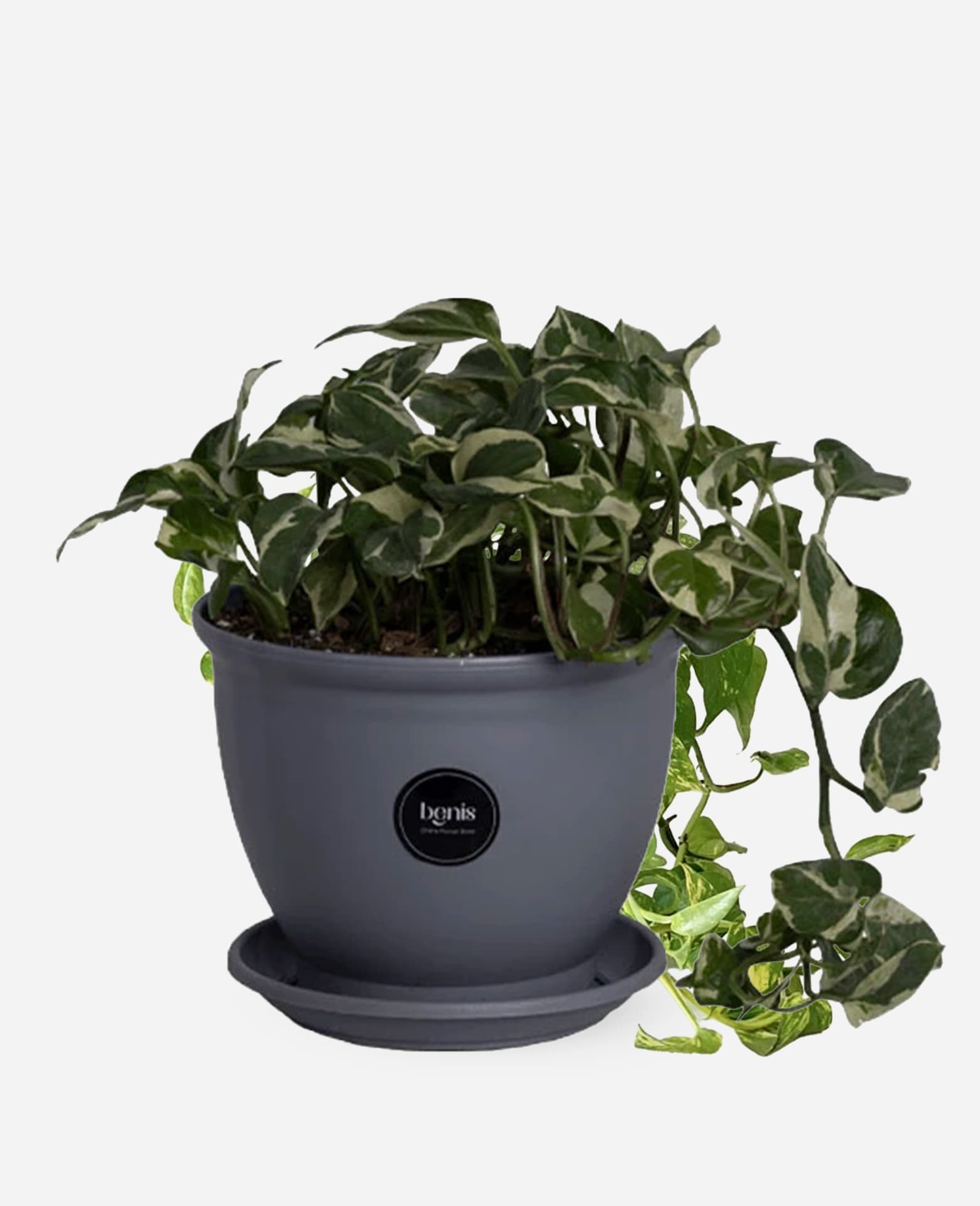پتوس ارتشی 2 – گلفروشی اینترنتی آدلی — تصویر ۲
