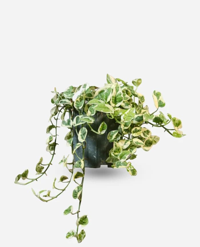 پتوس ارتشی – گلفروشی اینترنتی آدلی — تصویر ۷