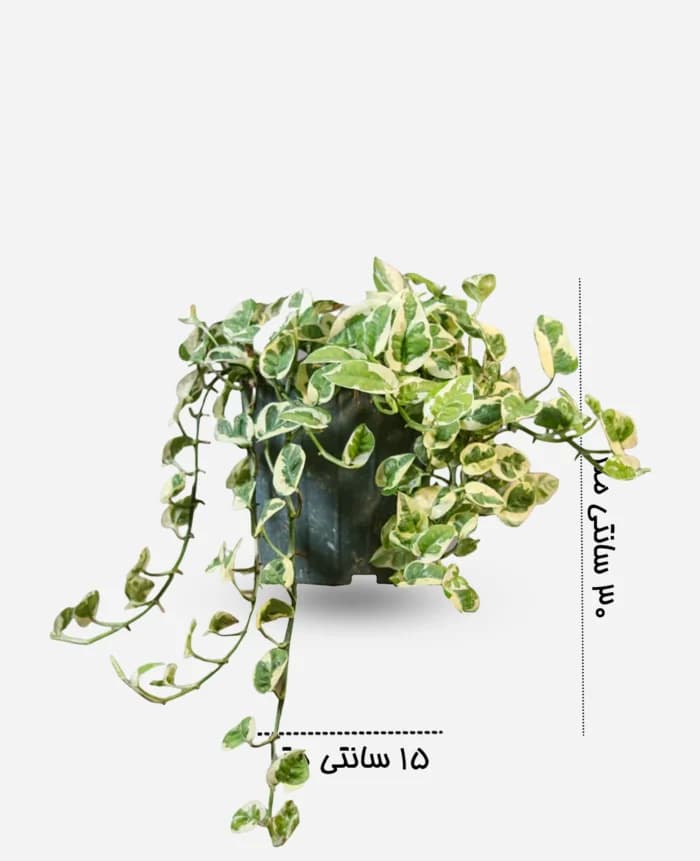 پتوس ارتشی – گلفروشی اینترنتی آدلی — تصویر ۳