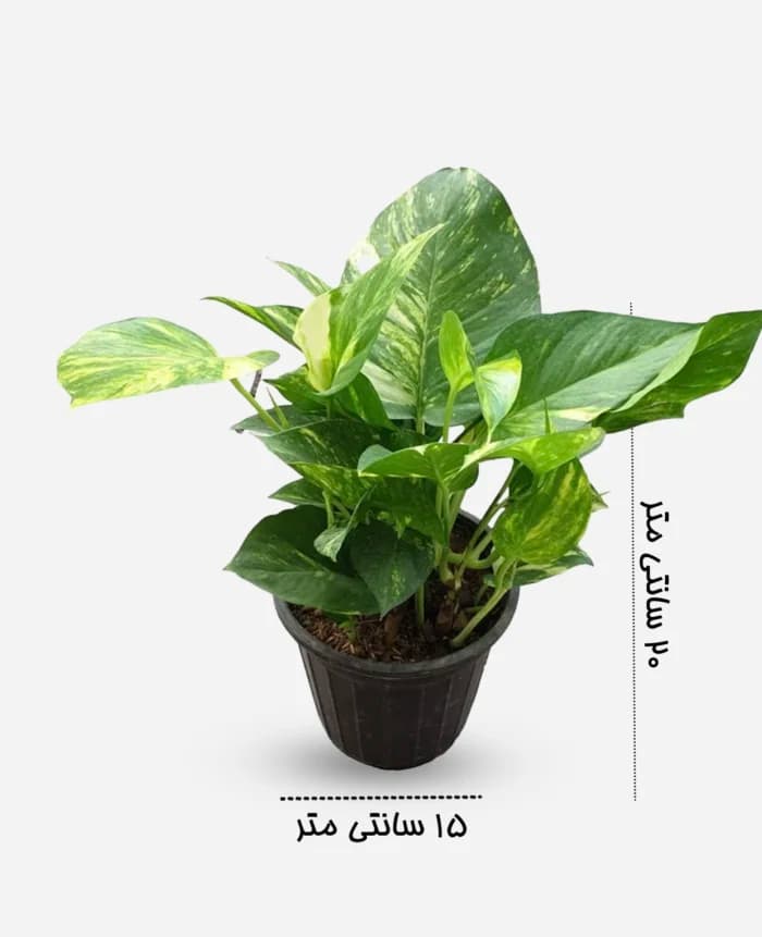 پتوس ابلق – گلفروشی اینترنتی آدلی — تصویر ۳