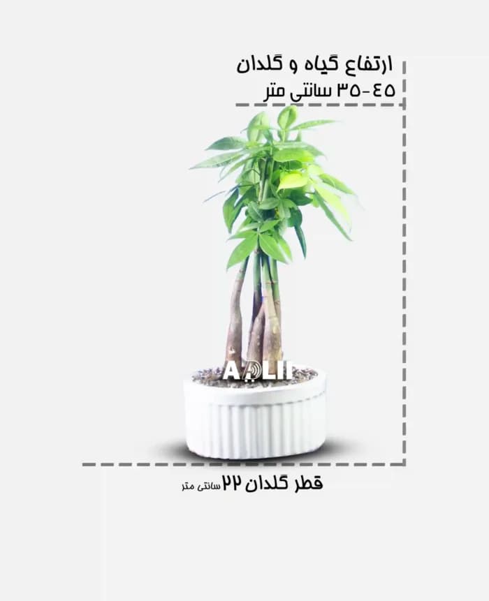 فروش و قیمت گل پاچیرا بافت در فروشگاه آدلی — تصویر ۳
