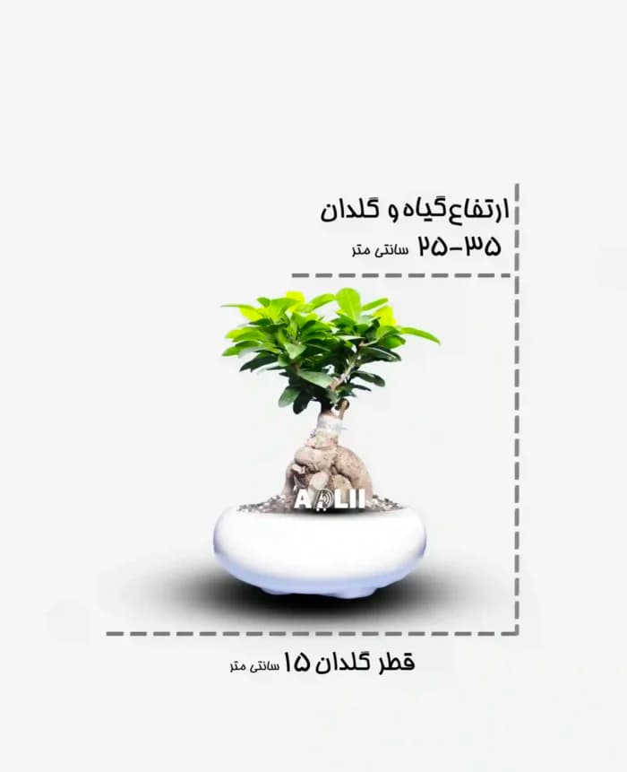 بونسای جنسینگ ارزان در فروشگاه آدلی — تصویر ۳