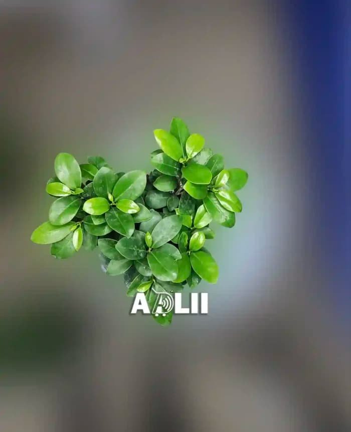 بونسای جنسینگ ارزان در فروشگاه آدلی — تصویر ۴