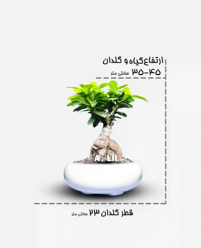 بنسای جنسینگ کوچک بهترین گزینه برای هدیه فروشگاه آدلی — تصویر ۳
