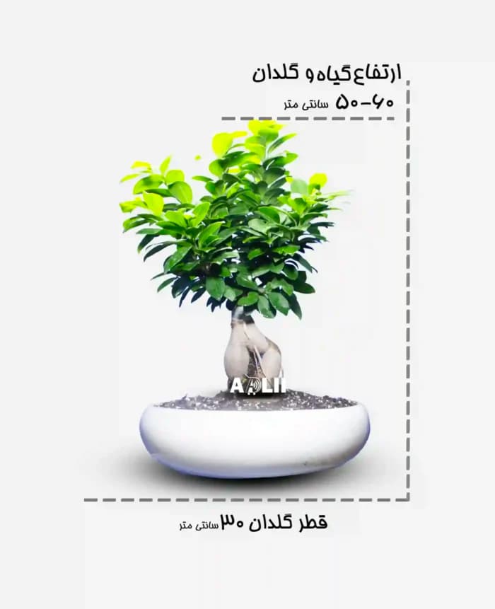 بنسای جنسینگ ۲ کیلویی | گلفروشی آدلی — تصویر ۳