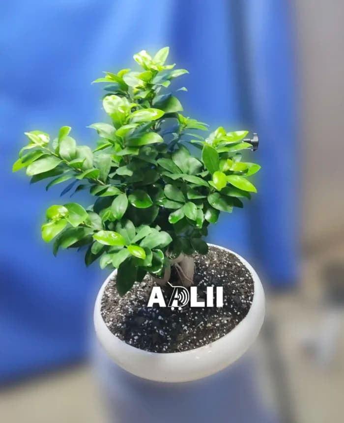 بنسای جنسینگ ۲ کیلویی | گلفروشی آدلی — تصویر ۵