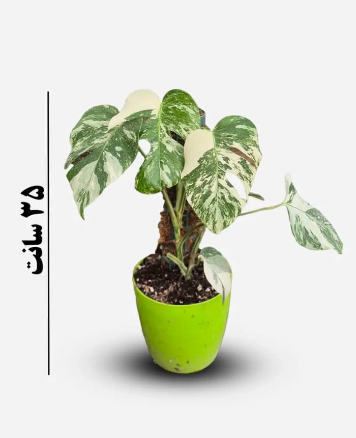 برگ انجیری ابلق – گلفروشی اینترنتی آدلی — تصویر ۳