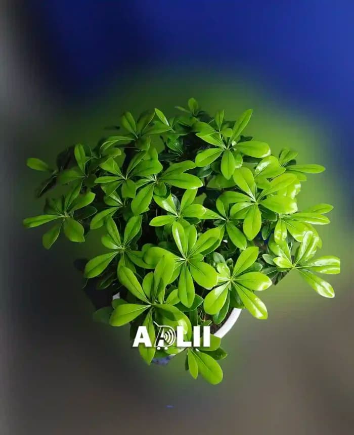بونسای میخک هندی یا پیت استروم در فروشگاه اینترنتی آدلی — تصویر ۴