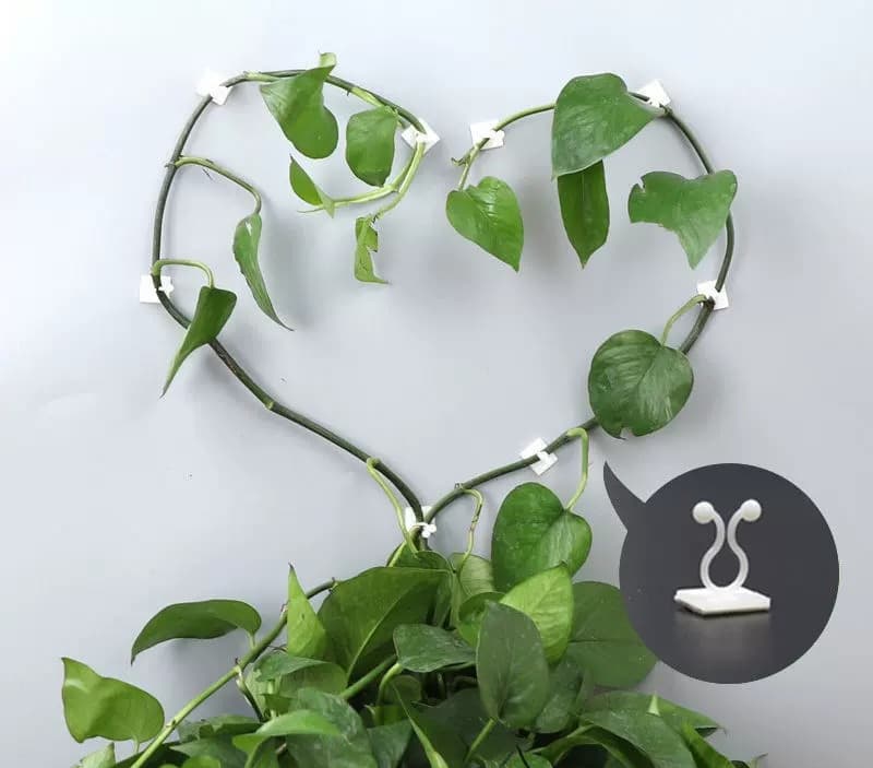 گیره پتوس نگهدارنده شاخه گل و گیاه بسته 20 عددی کد T10