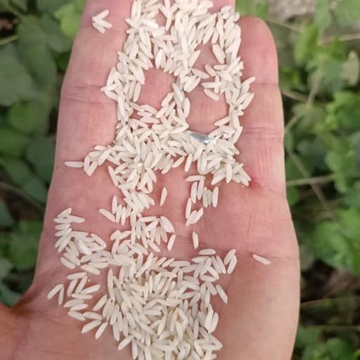 برنج طارم هاشمی (100کیلوئی) کشت اول غربال شده صداقت — تصویر ۳